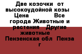 Две козочки  от высокоудойной козы › Цена ­ 20 000 - Все города Животные и растения » Другие животные   . Пензенская обл.,Пенза г.